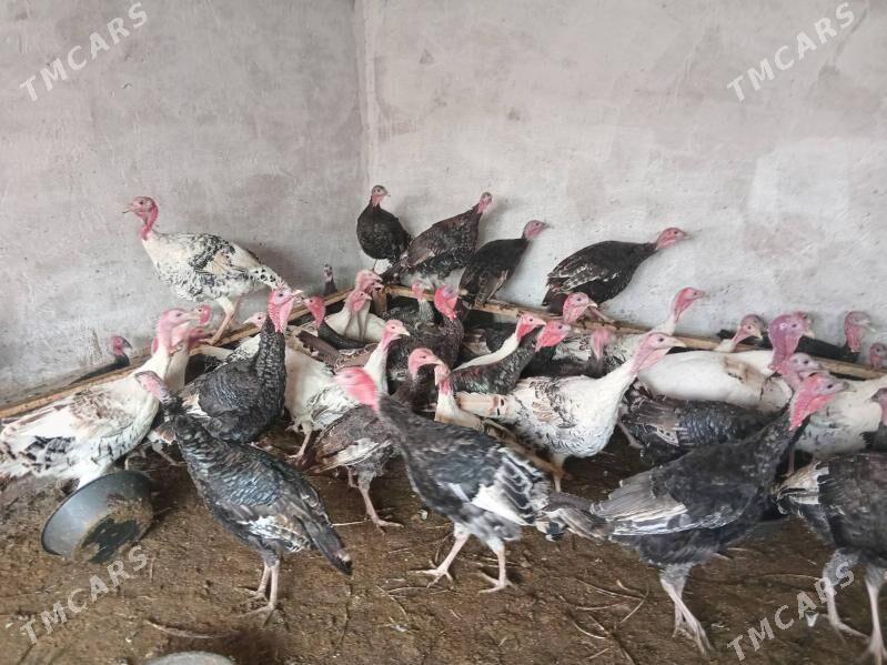 induk - Бабадайхан - img 5