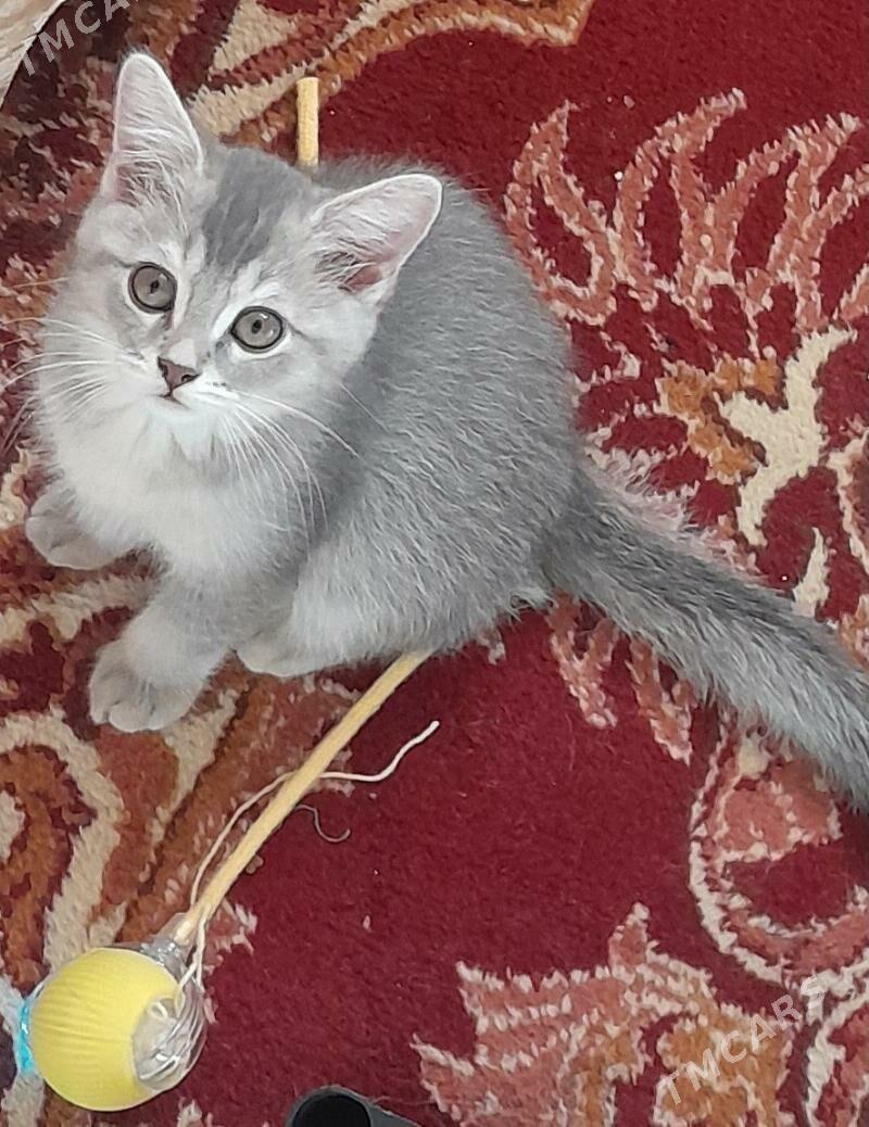 Шотландский шиншилла - Ашхабад - img 6