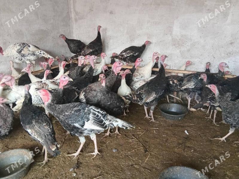 induk - Бабадайхан - img 6