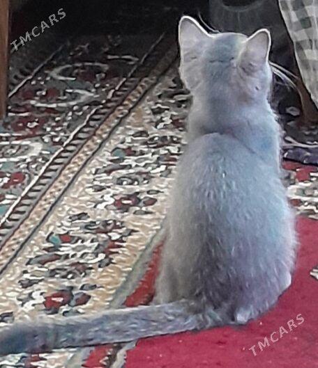 Шотландский шиншилла - Ашхабад - img 3