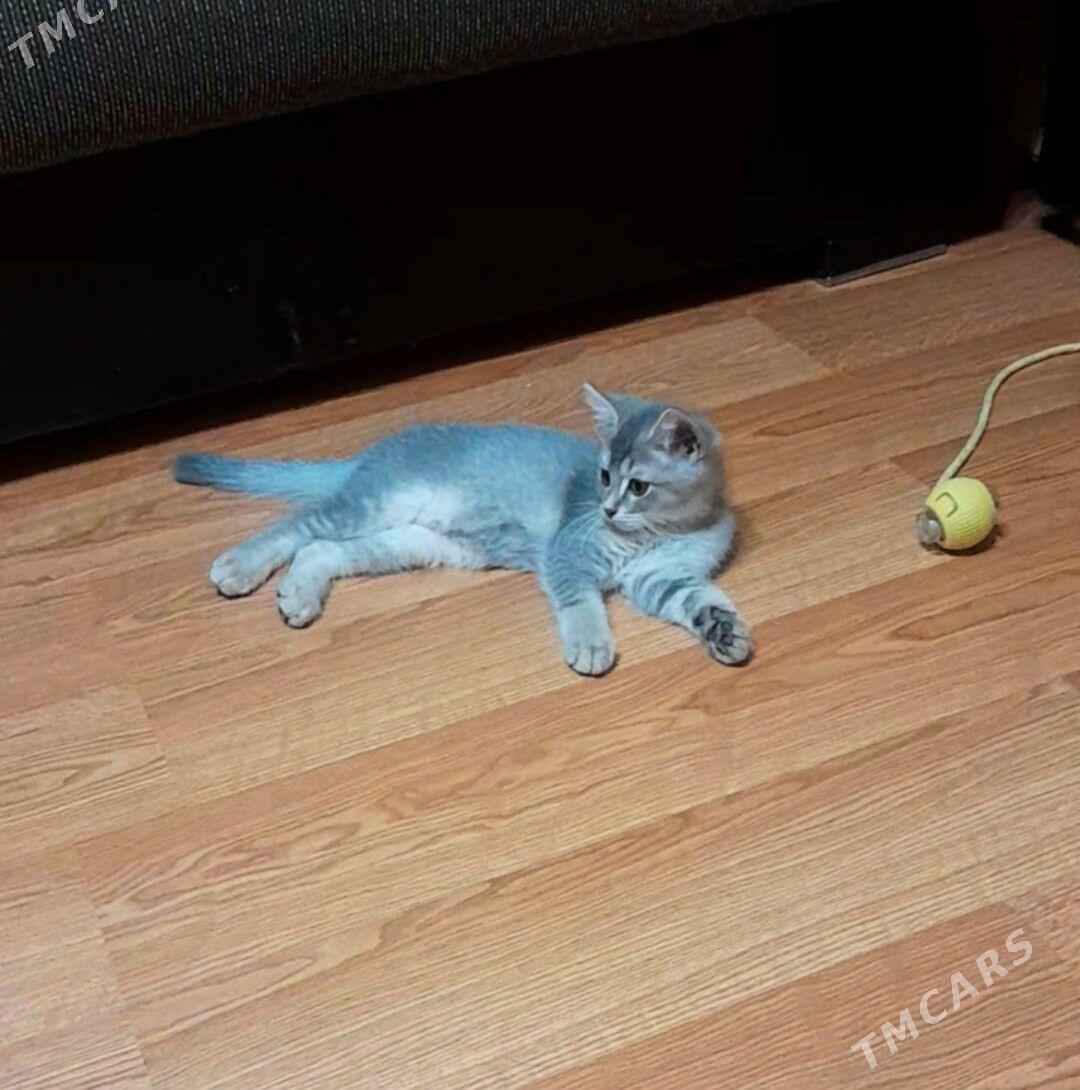 Шотландский шиншилла - Ашхабад - img 2