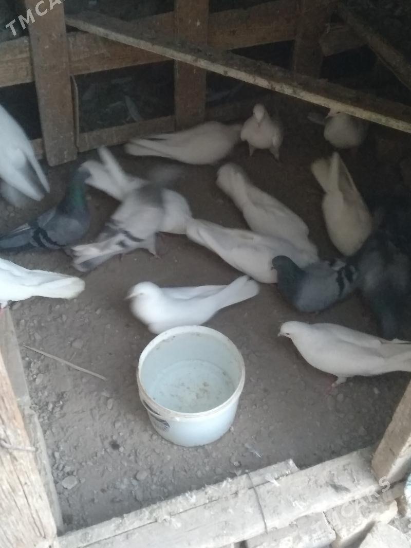 satlyk kepter ketek - Туркменабат - img 7