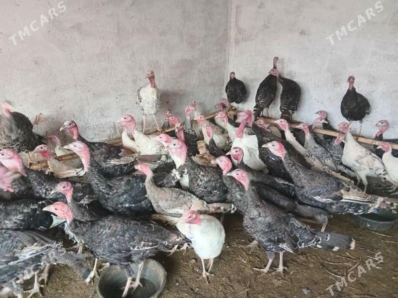 induk - Бабадайхан - img 2