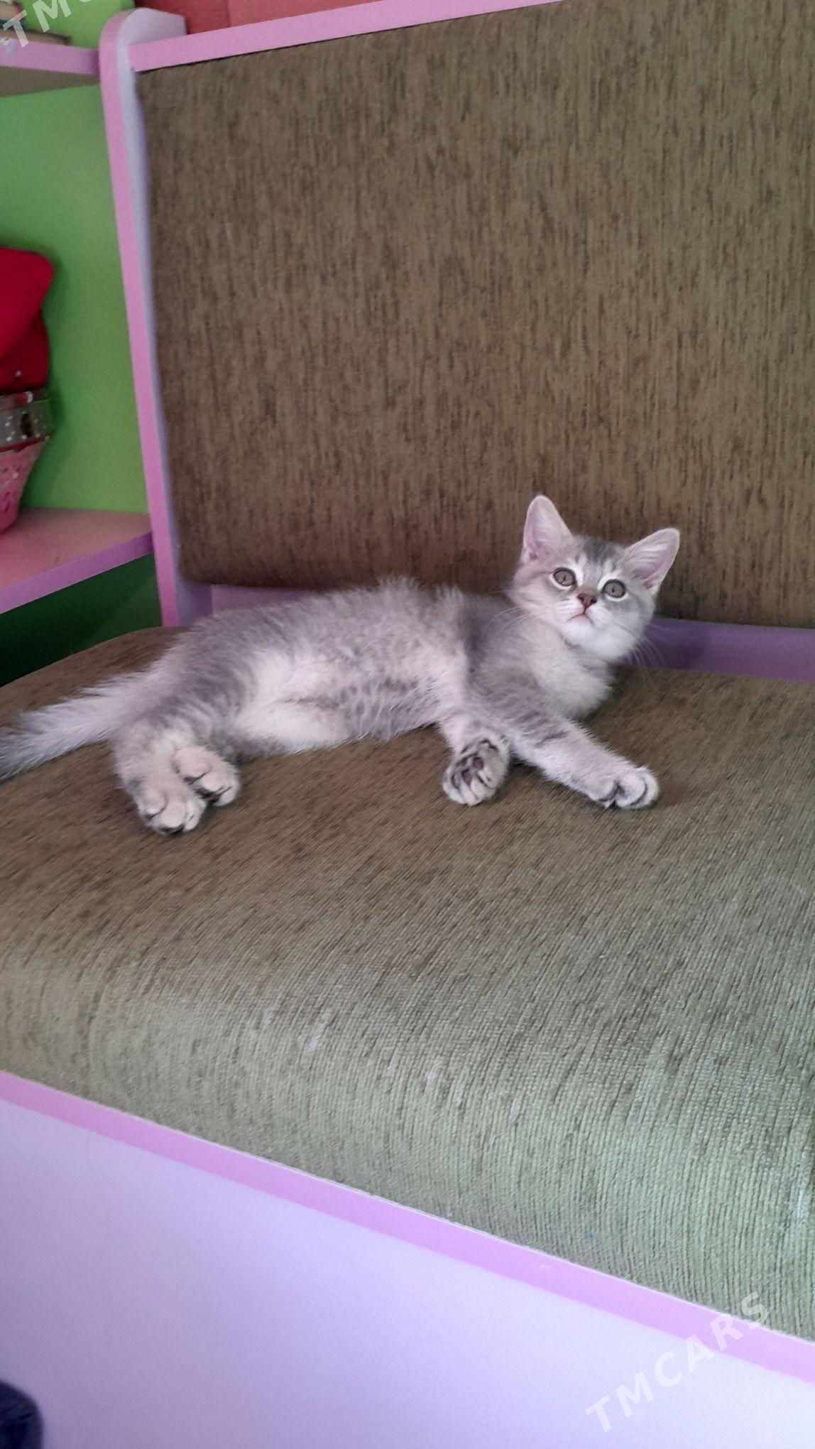 Шотландский шиншилла - Ашхабад - img 5