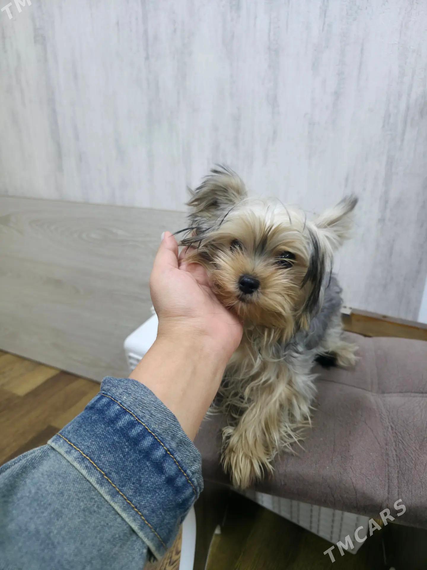 ирский терер - Мары - img 3