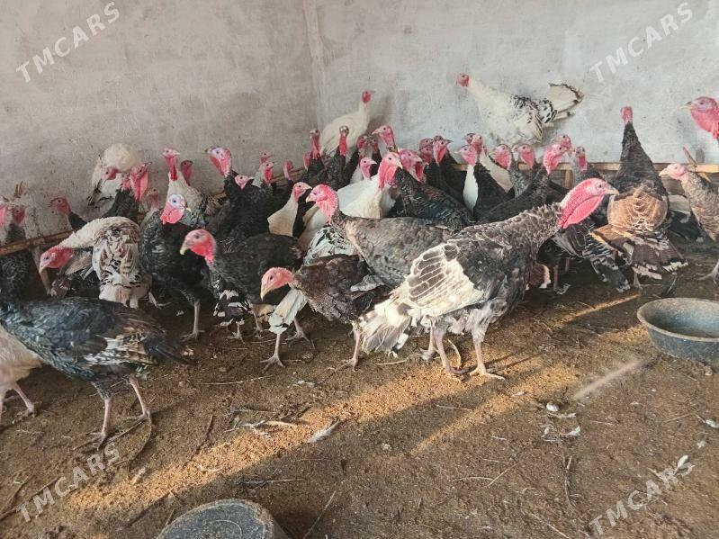 induk - Бабадайхан - img 4