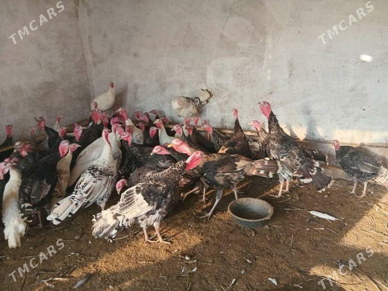 induk - Бабадайхан - img 7