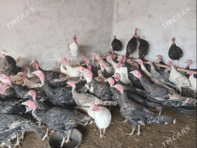 induk - Бабадайхан - img 3