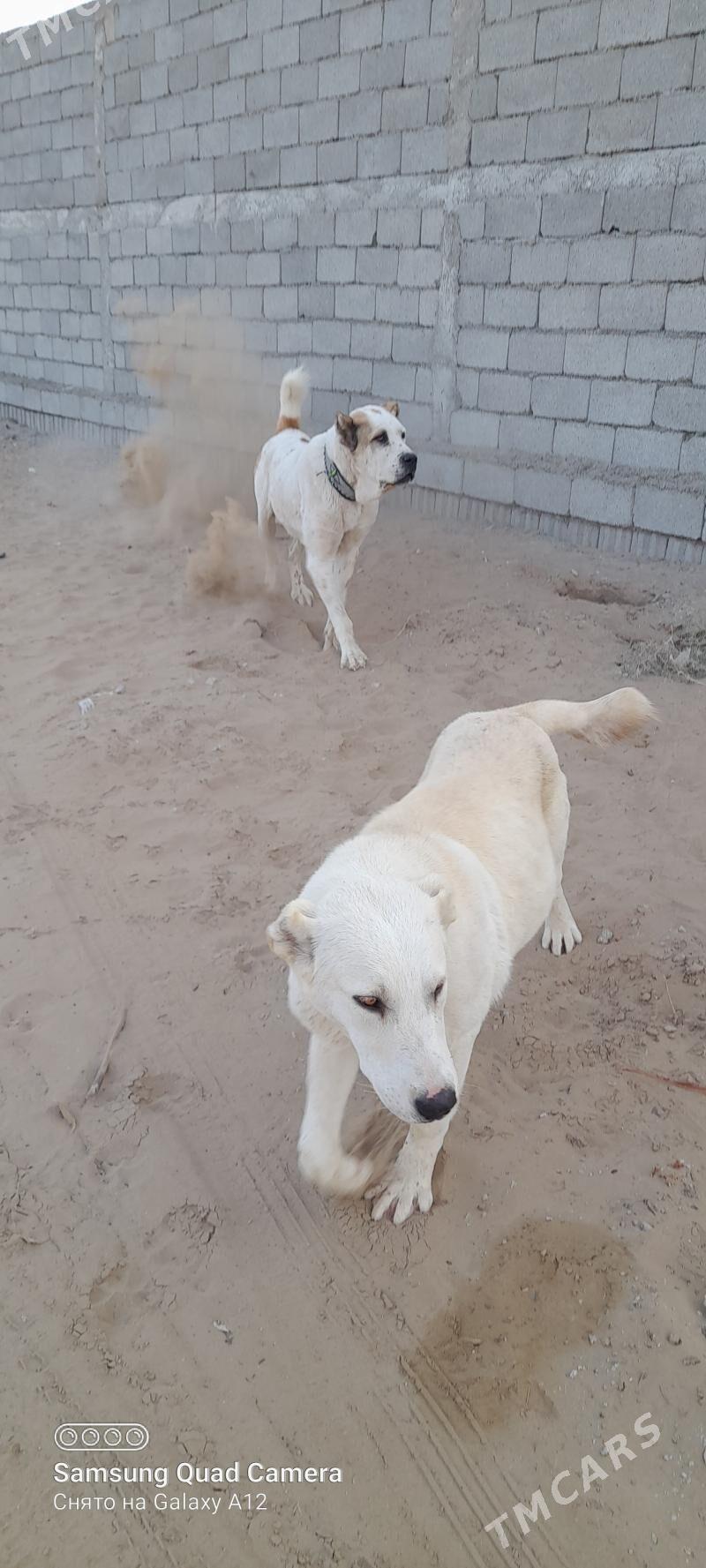 alabaý jellat - Бузмеин - img 3