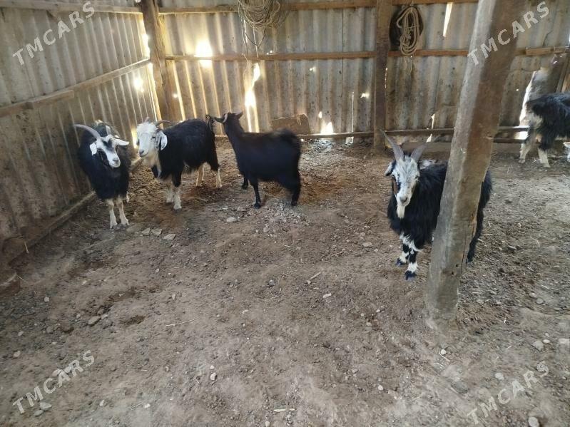 geci we cewis - Gyzylarbat - img 2