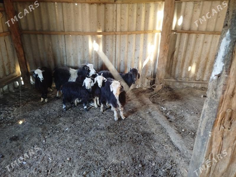 geci we cewis - Gyzylarbat - img 1