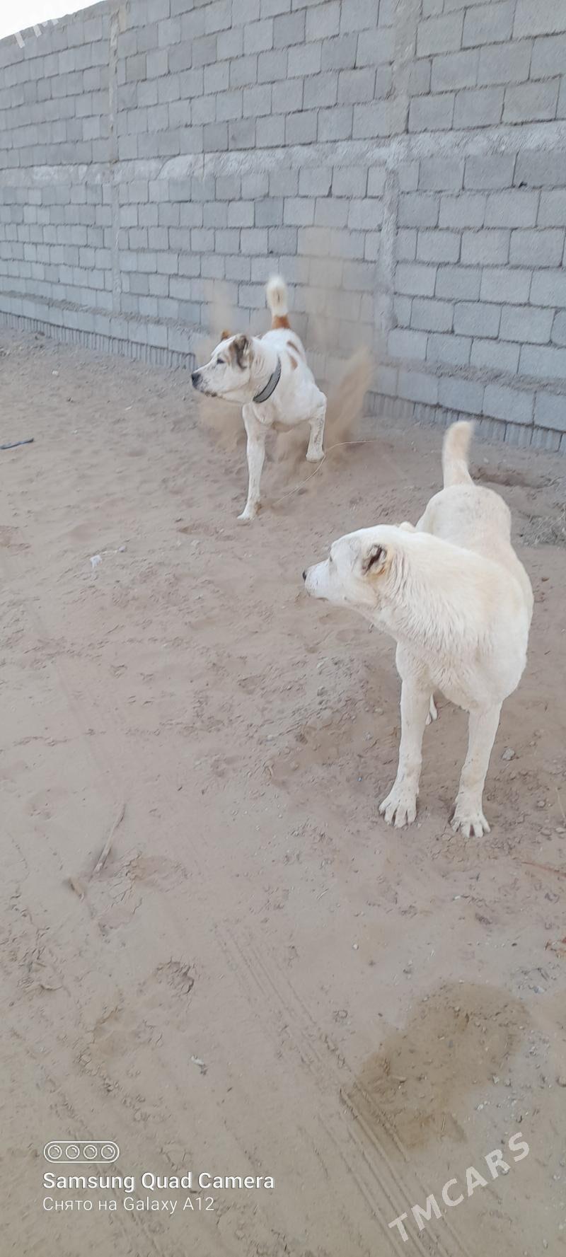 alabaý jellat - Бузмеин - img 4