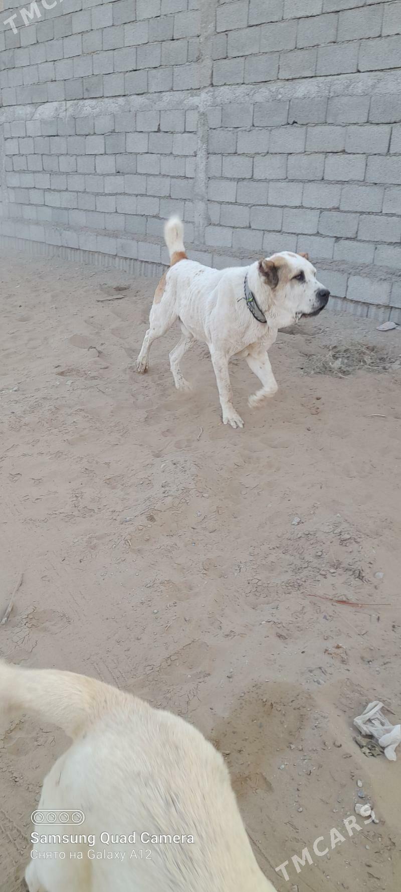 alabaý jellat - Бузмеин - img 2