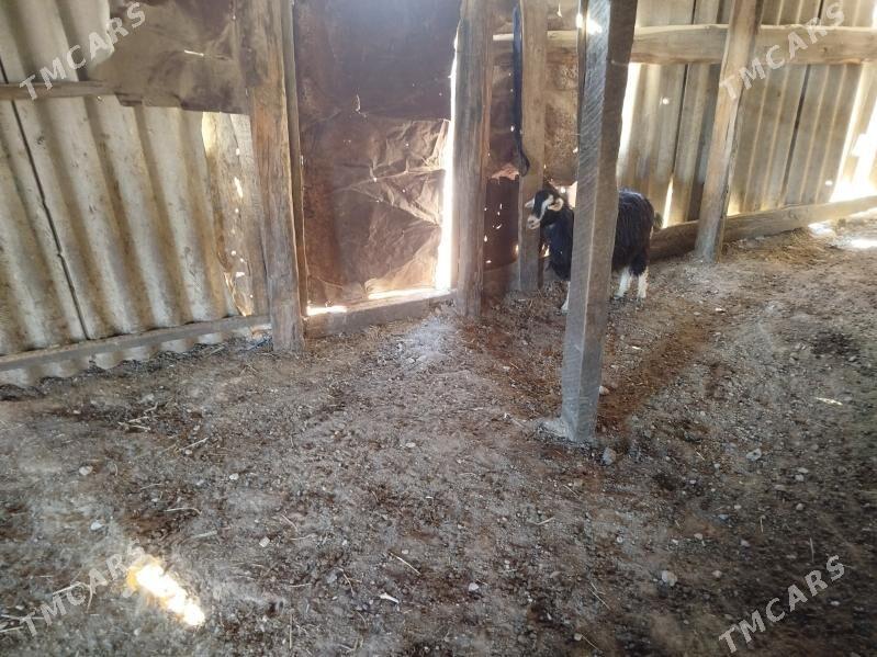 geci we cewis - Gyzylarbat - img 3