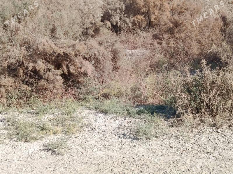 mellek yer - Mary - img 5