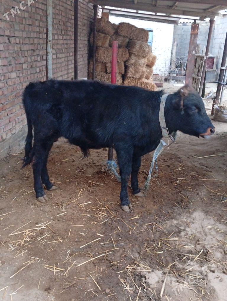 okuz - Бахарден - img 3