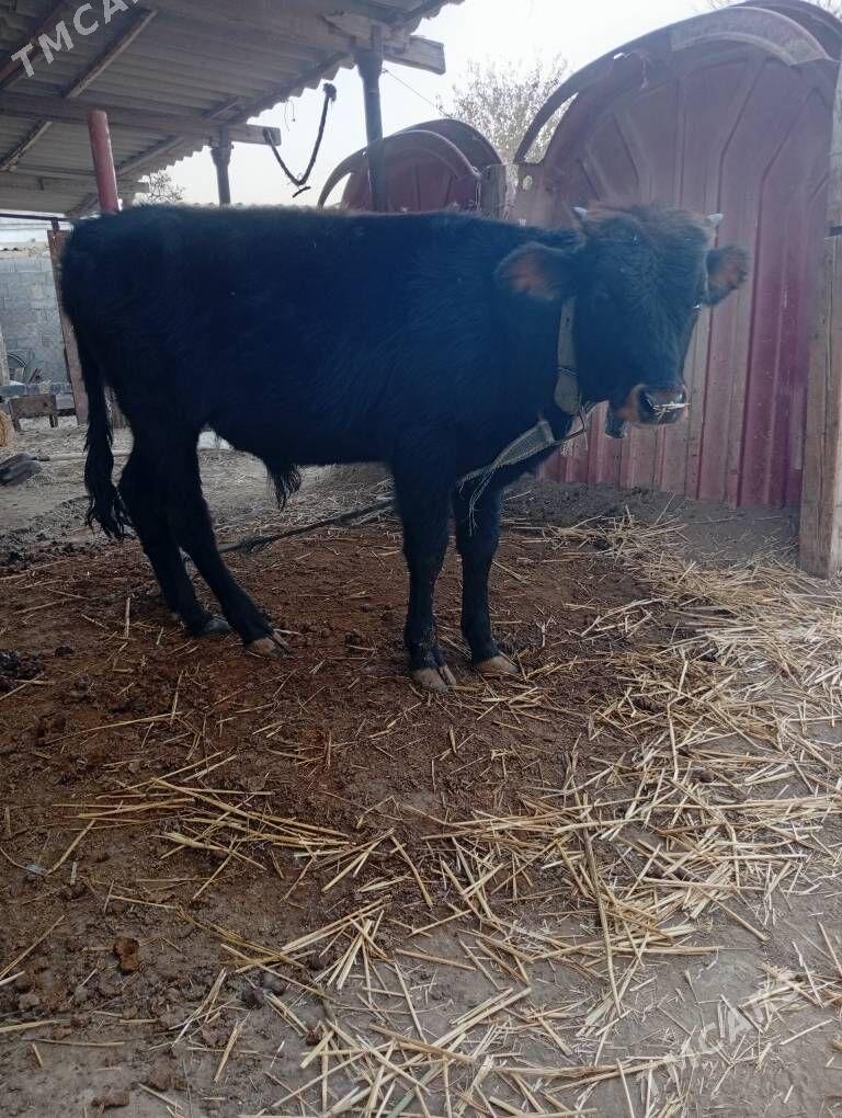 okuz - Бахарден - img 2