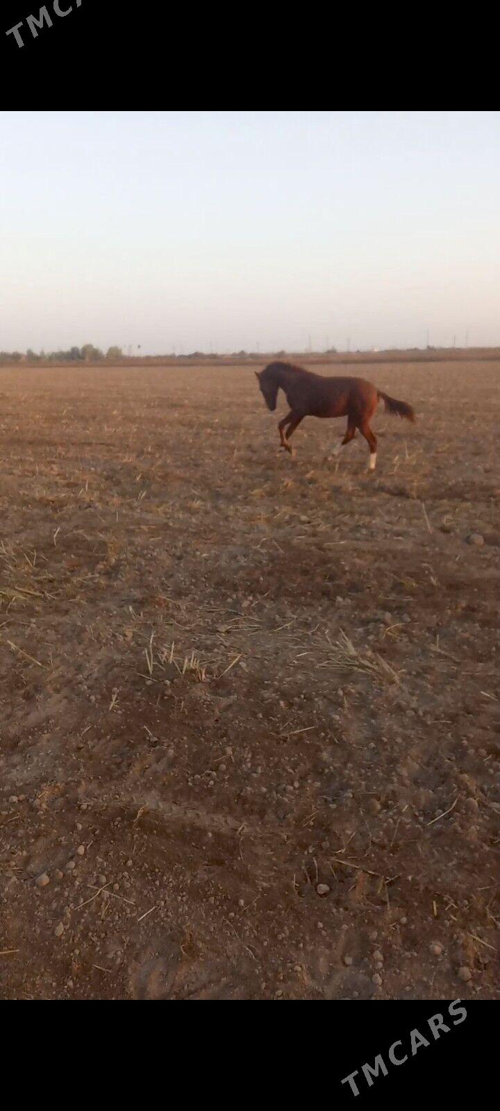 At - Койтендаг - img 2