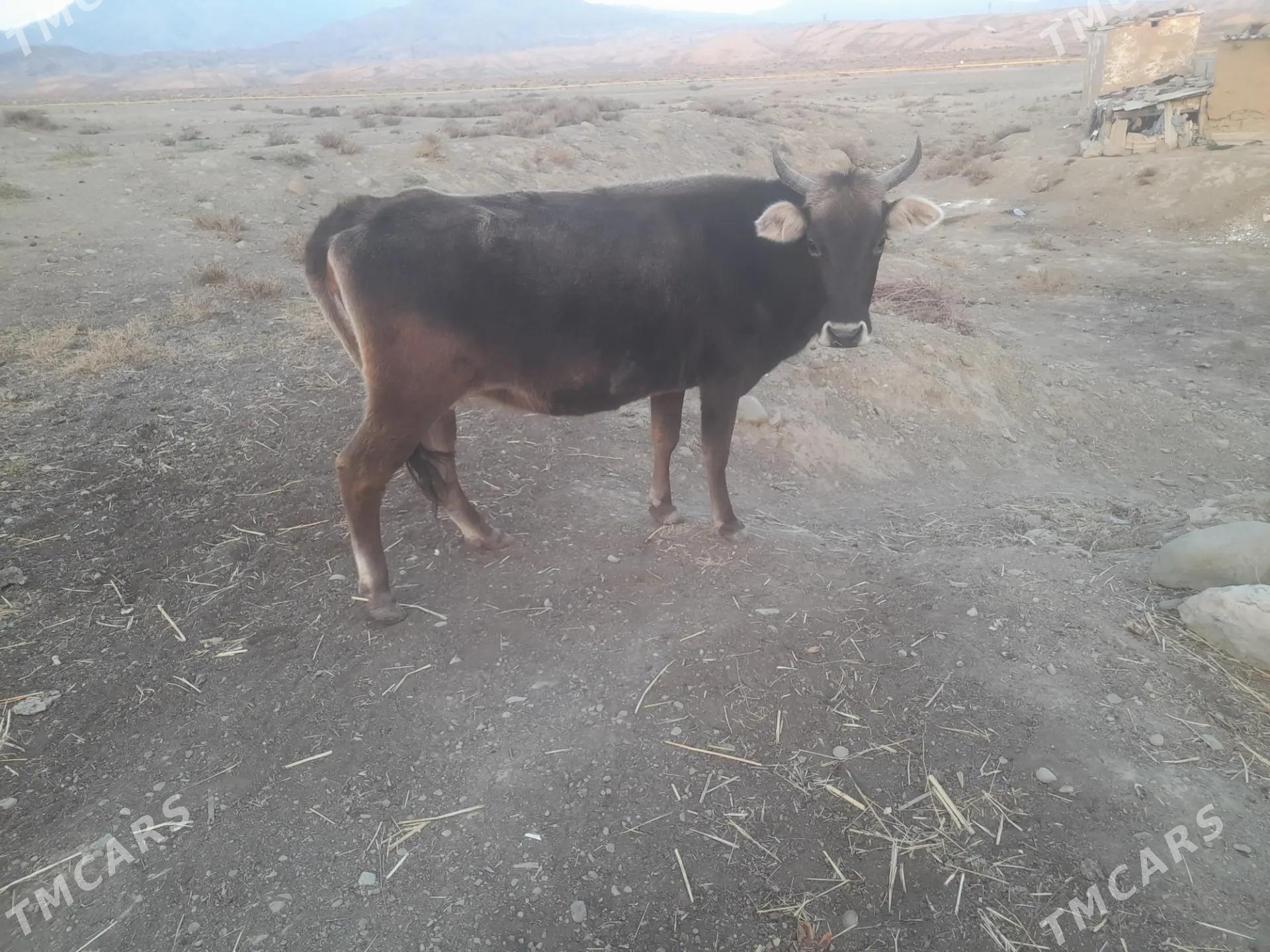 Sygyr - Magtymguly - img 3