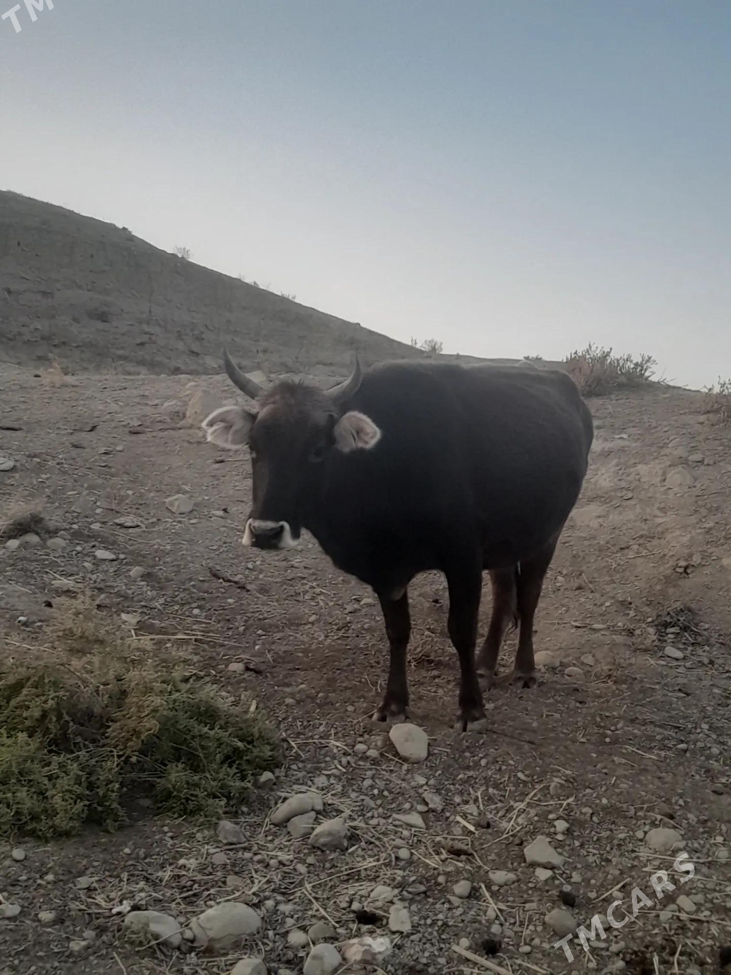 Sygyr - Magtymguly - img 2