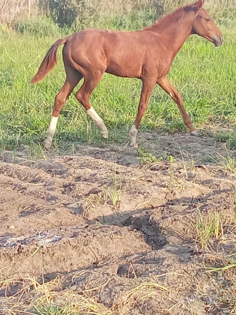 At - Койтендаг - img 3