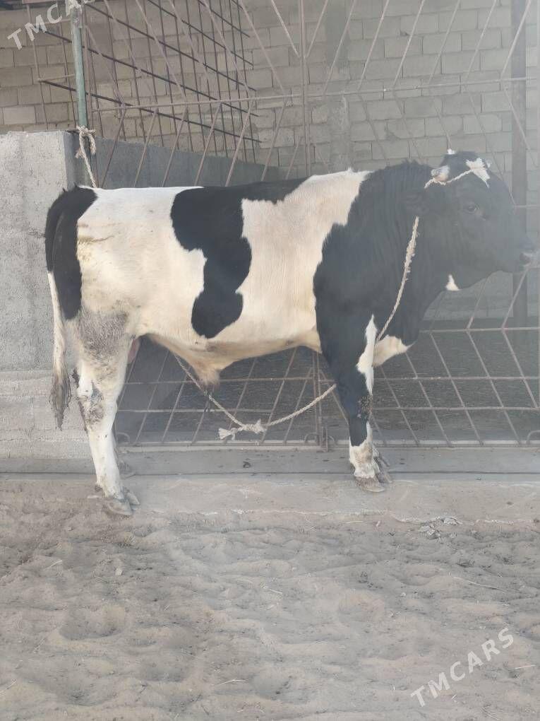 OKZ BAKYLAN - Änew - img 5