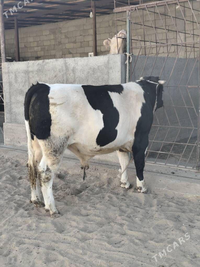 OKZ BAKYLAN - Änew - img 3