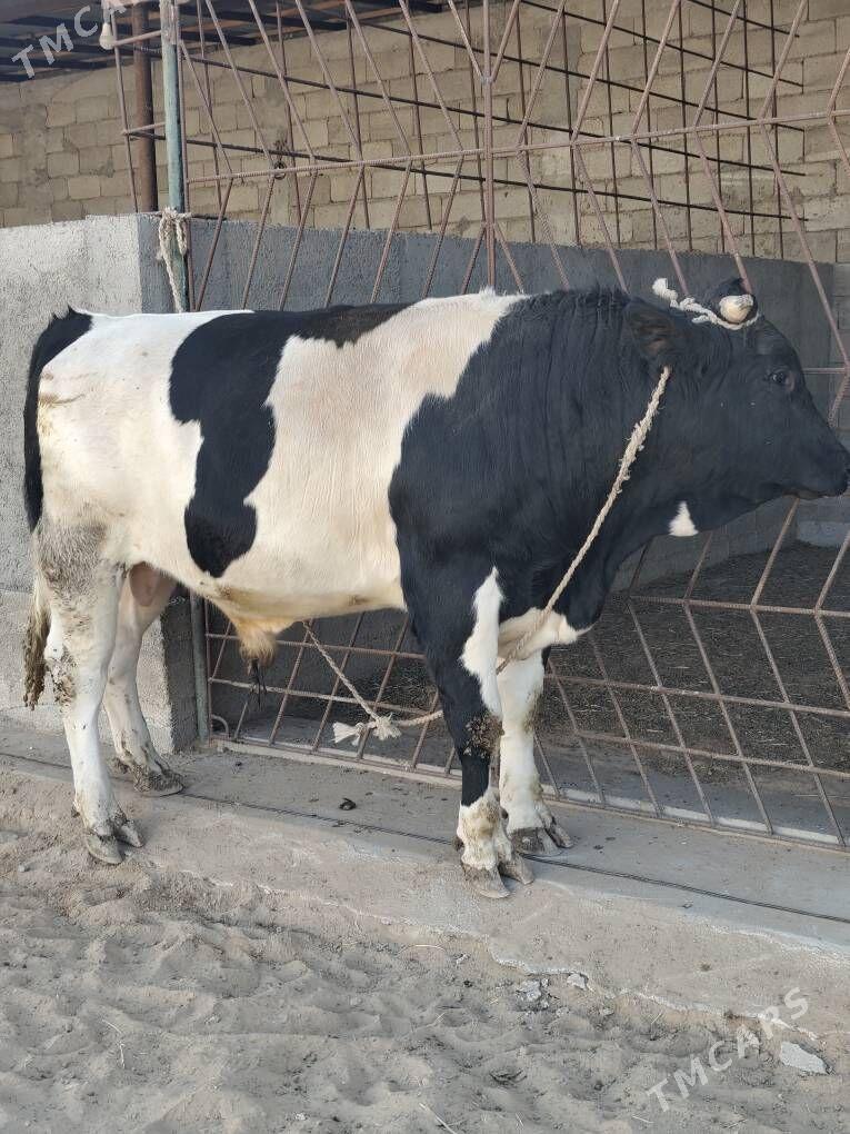 OKZ BAKYLAN - Änew - img 1