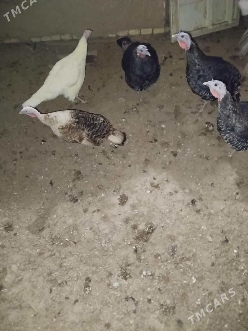 induk. - Mary - img 3