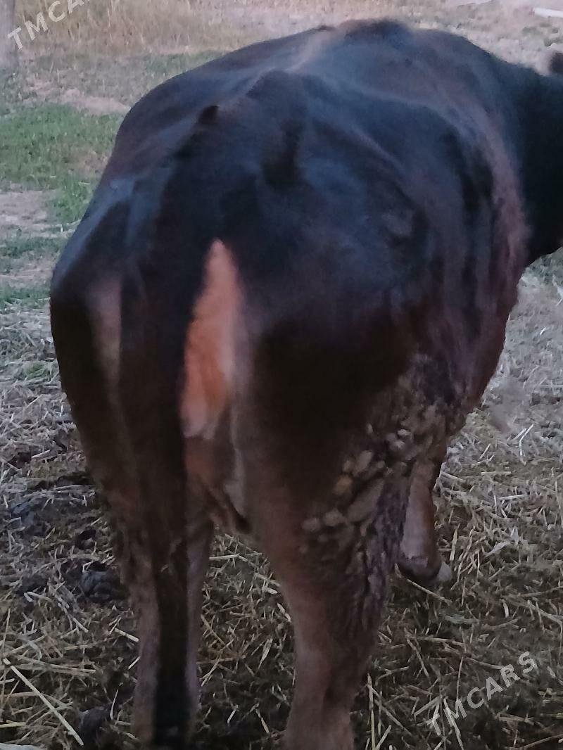 tuwe bakylan - Гёкдепе - img 1