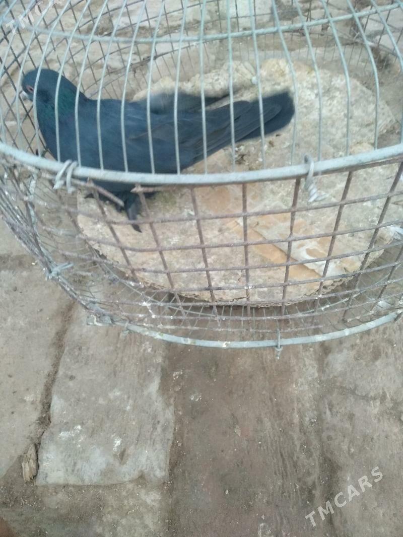 kepter - Туркменабат - img 1