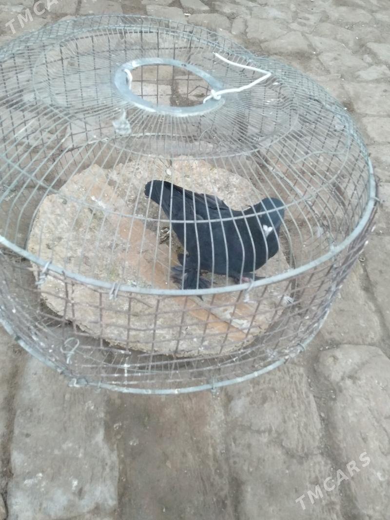 kepter - Туркменабат - img 5