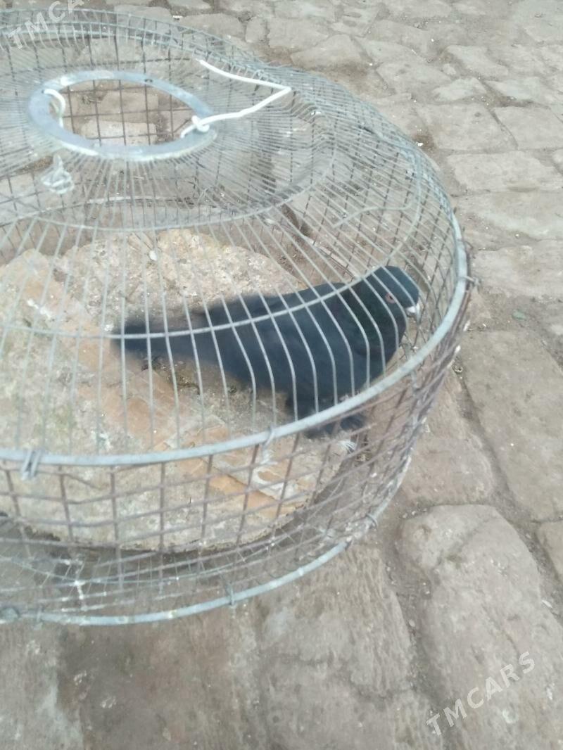 kepter - Туркменабат - img 4