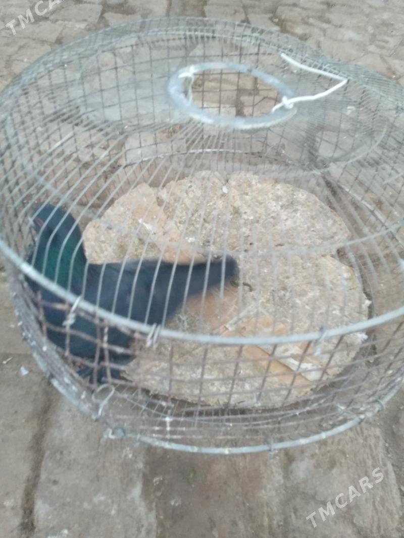 kepter - Туркменабат - img 3