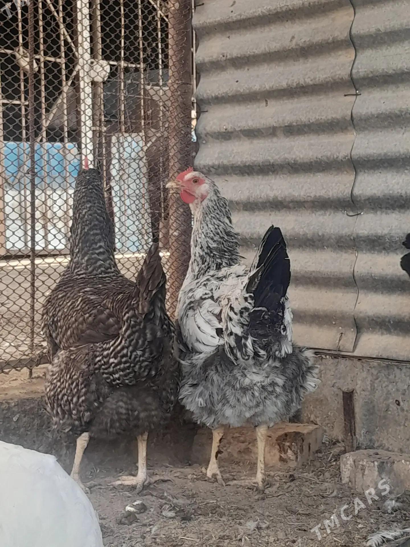 Gigant Towuk - Mary - img 5