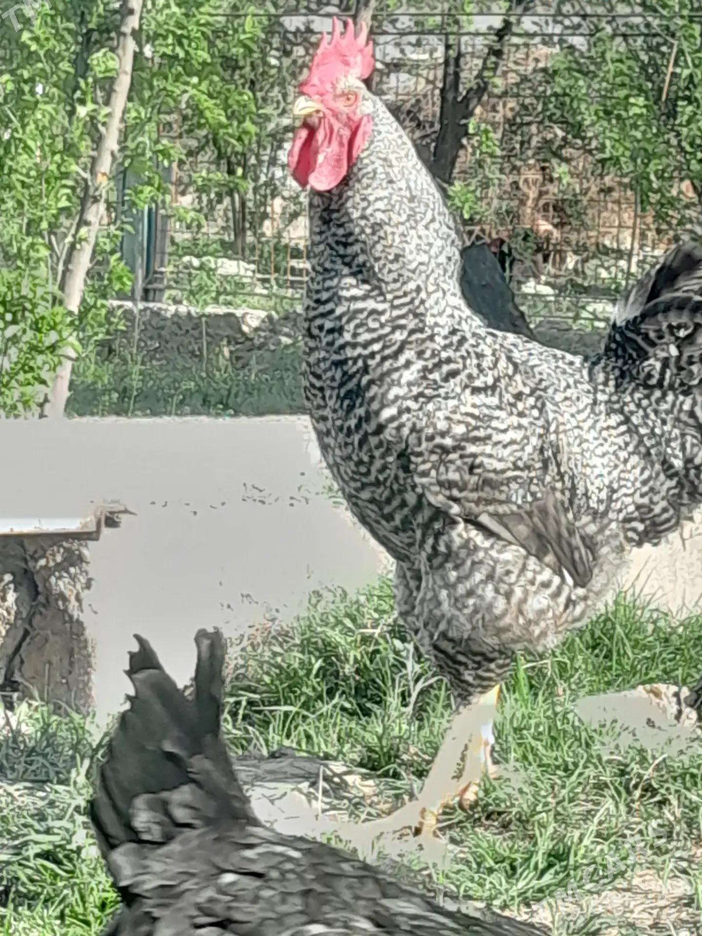 Gigant Towuk - Mary - img 2