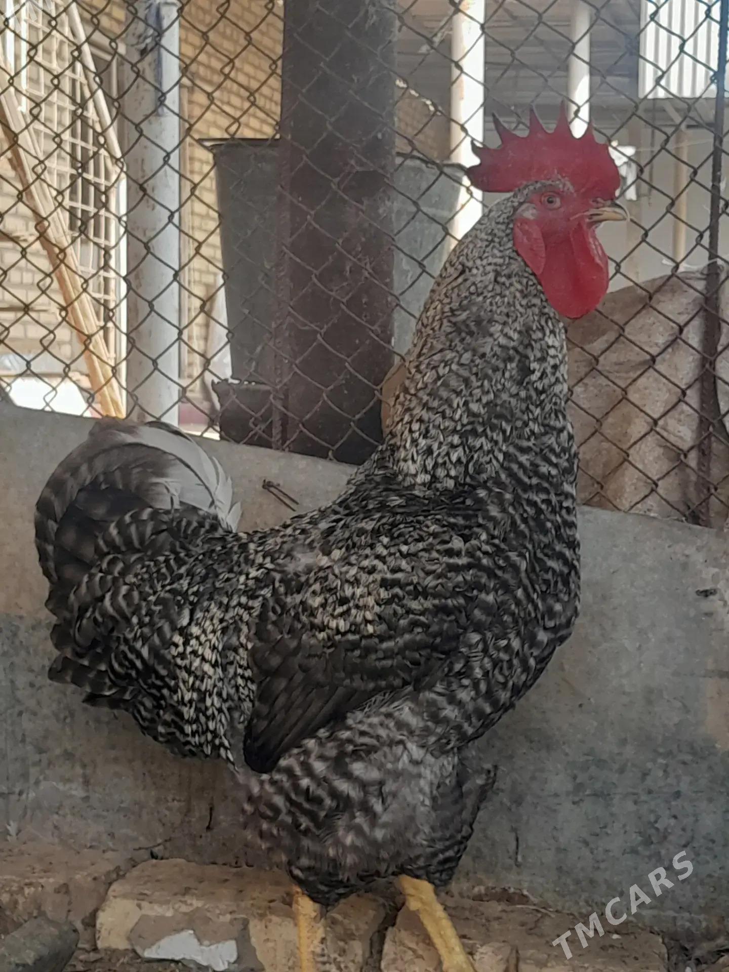 Gigant Towuk - Mary - img 7