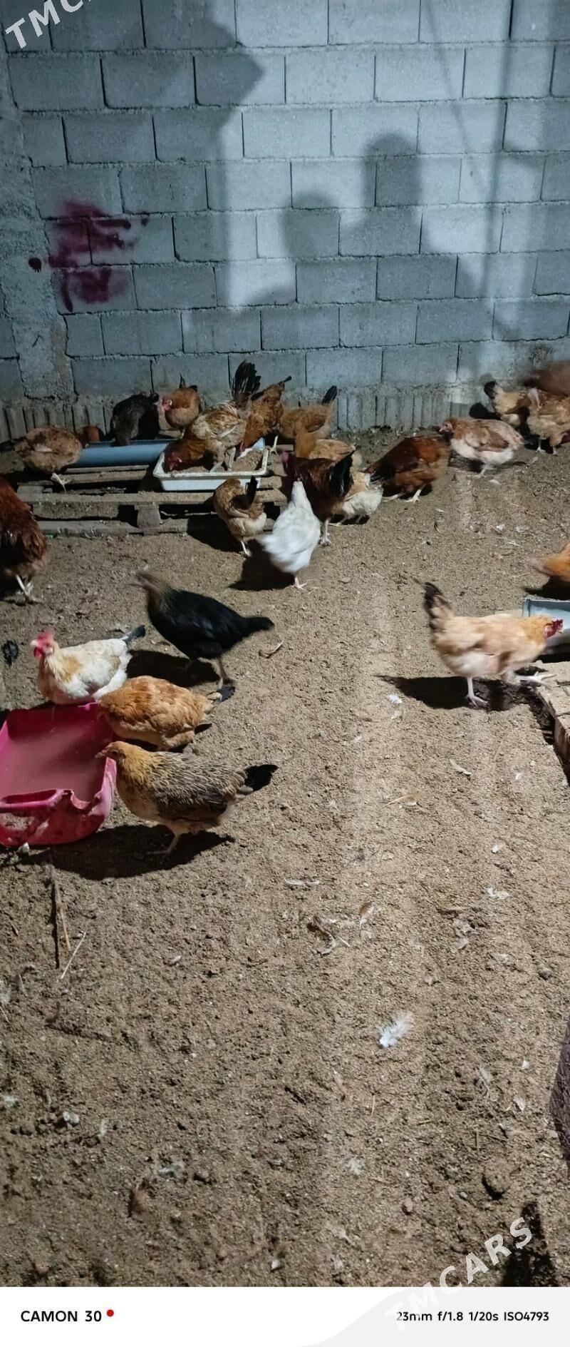 towuk towuk - Бузмеин - img 2