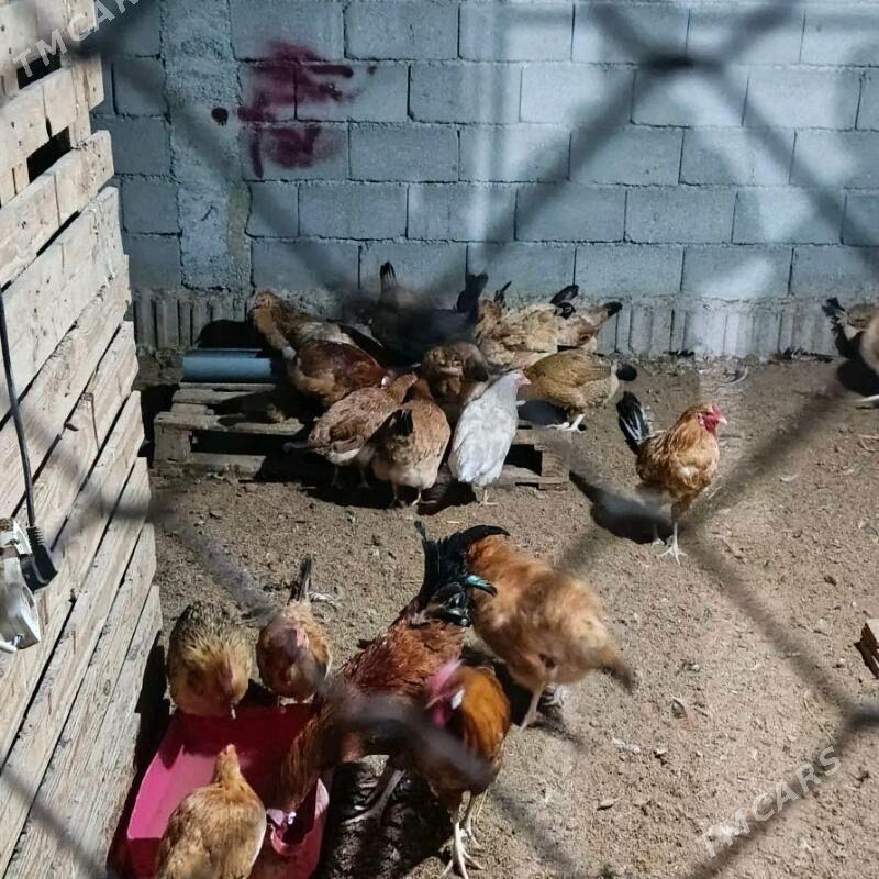 towuk towuk - Бузмеин - img 1