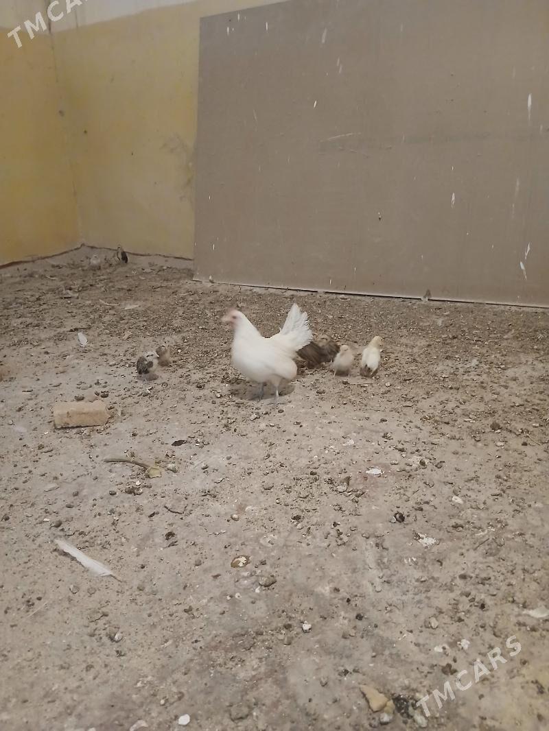 karlik - Анев - img 2