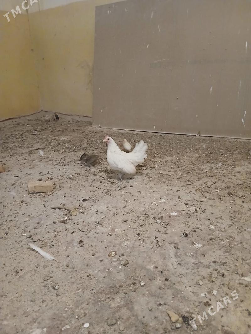 karlik - Анев - img 3