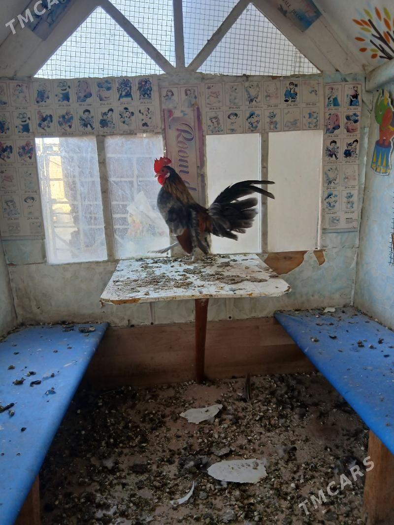 karlik - Анев - img 4