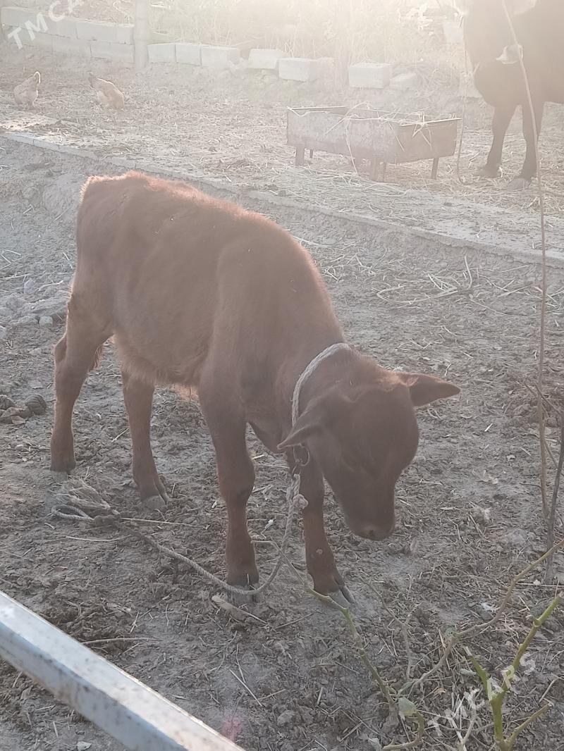 sygyr göleli - Änew - img 2