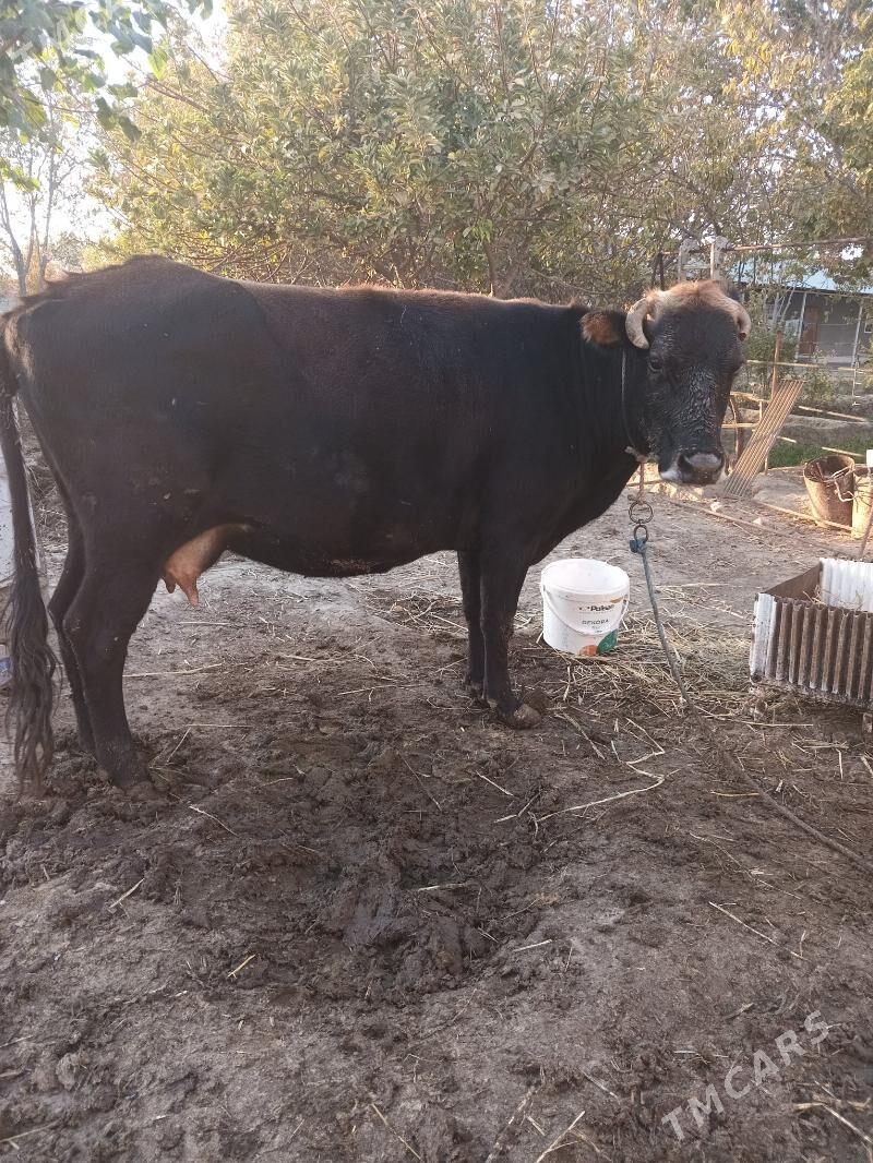 sygyr göleli - Änew - img 3