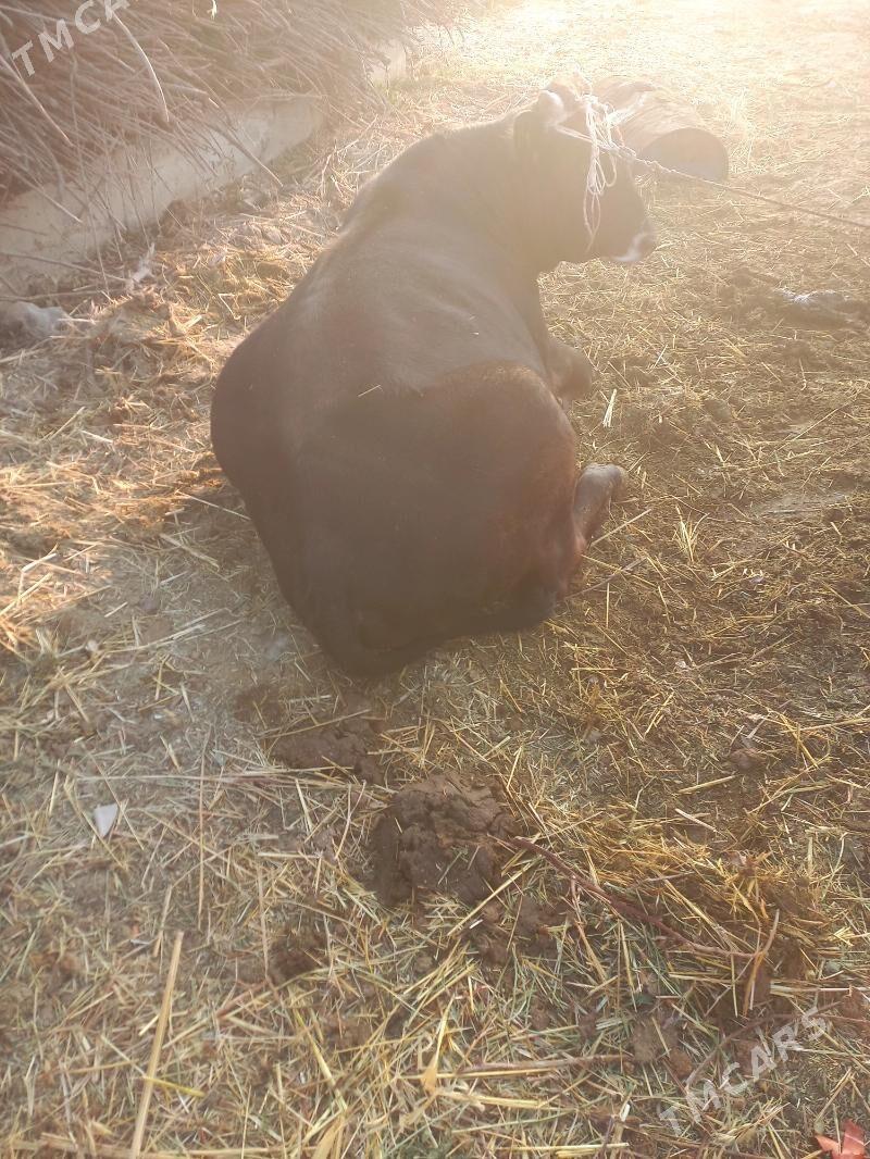 Ökiz - Гёкдепе - img 3