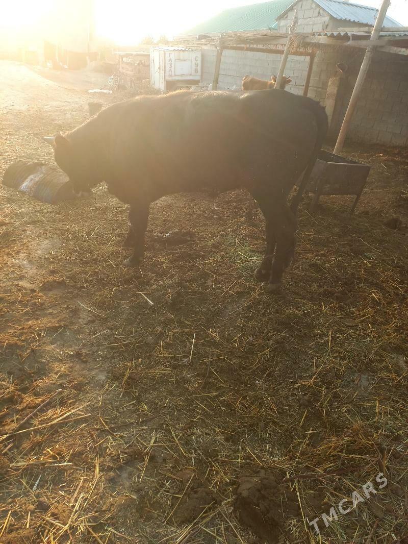 Ökiz - Гёкдепе - img 2