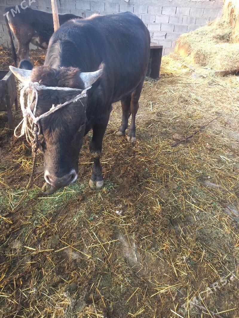 Ökiz - Гёкдепе - img 5