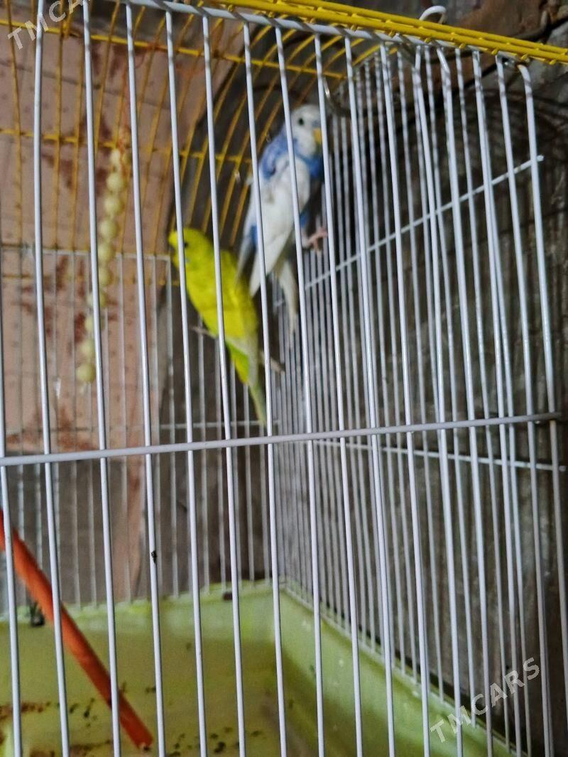 gus - Ак-Бугдайский этрап - img 1