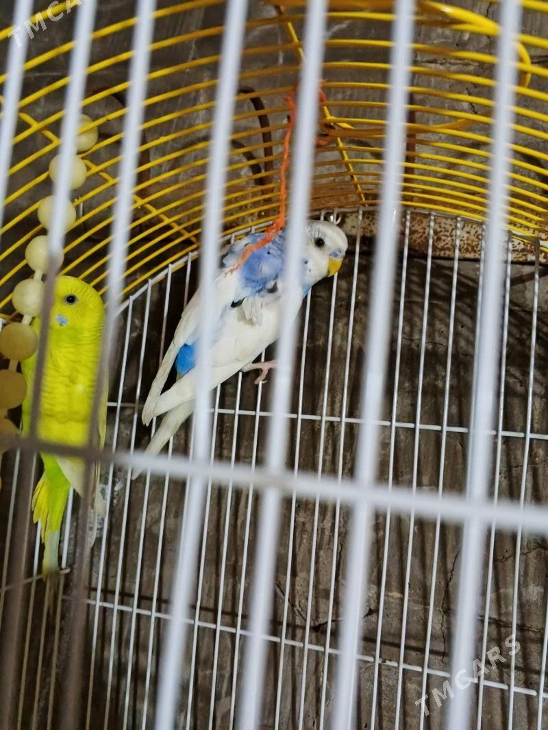 gus - Ак-Бугдайский этрап - img 2