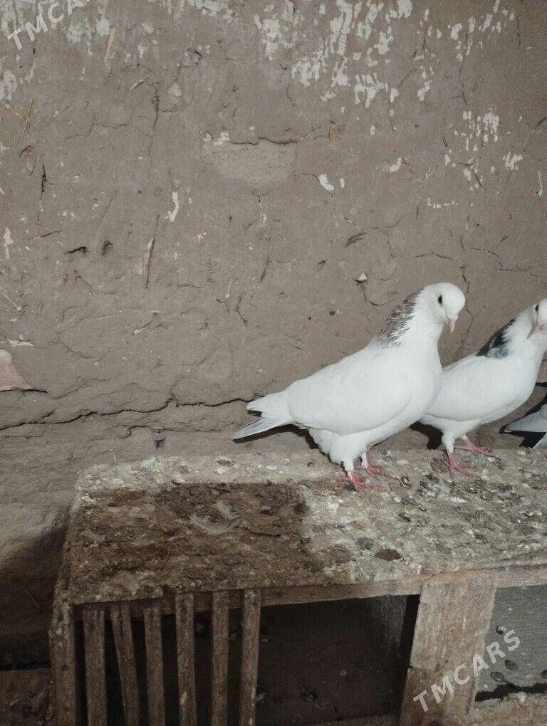 kepderi - Теджен - img 2